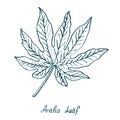 Aralia Leaf, hand drawn doodle, sketch