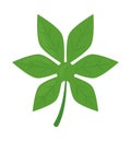aralia leaf icon