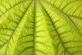 Aralia papirifera macro leaf detail Araliaceae Royalty Free Stock Photo