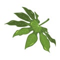 Aralia. Tropical leaves. Botanical element for cosmetics, spa, beauty care products