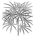 Aralia Veitchii vintage illustration