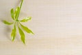 Araliaceae leaf on wooden board with blank text copy sp