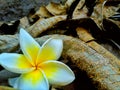 A Fallen White Araliya Flower.