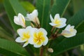 Araliya flower Plumeria white-yellow flowers on a background of green leaves