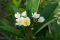 Araliya flower Plumeria white-yellow flowers on a background of green leaves