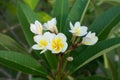 Araliya flower Plumeria white-yellow flowers on a background of green leaves