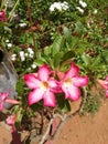Araliya flowers in sri lanka in the morning