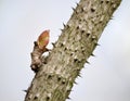 Araliya high (Manchurian) (Aralia elata (Miq.) Seem.), a sheet kidney on a tree trunk