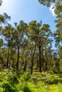 Araluen bush land in Perth, Western Australia Royalty Free Stock Photo