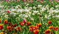 Araluen Tulips in bloom in Perth, Western Australia Royalty Free Stock Photo