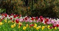 Araluen Tulips in bloom in Perth, Western Australia Royalty Free Stock Photo