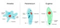 paramecium ciliate, amoeba and Euglena