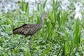 Aramus guarauna, limpkin Royalty Free Stock Photo