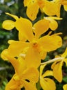 Aranda Bangkok Gold orchid flowers in Singapore