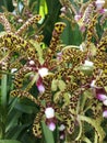Aranda Bertha Braga orchid flowers in Singapore