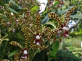 Aranda Bertha Braga orchid flowers in Singapore