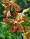 Aranda Majula orchid flowers in Singapore