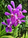 Aranda Noorah Alsagoff also commonly known as the Arachnis Hookeriana pink orchid flowers in Singapore Royalty Free Stock Photo