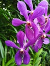Aranda Noorah Alsagoff also commonly known as the Arachnis Hookeriana pink orchid flowers in Singapore