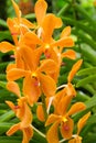 Aranda omyai orange orchid flower in Singapore Royalty Free Stock Photo