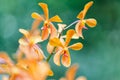 Aranda orchid flower,hybrid orchid flower in the garden Royalty Free Stock Photo