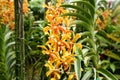 Aranda Panni orchids Royalty Free Stock Photo