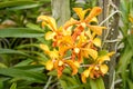Aranda Panni orchids Royalty Free Stock Photo