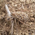 araneae on agricultural land