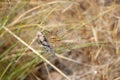 araneae spider wraps its prey, a grasshopper