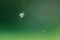 Araneidae spider Royalty Free Stock Photo