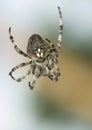 Araneus angulatus