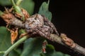 Araneus Angulatus - macro