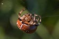 Araneus Diadematus