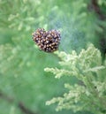 araneus diadematus baby spiders on cobweb Royalty Free Stock Photo