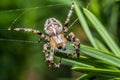 Araneus diadematus - closeup - macro Royalty Free Stock Photo