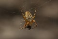 Araneus diadematus is commonly called the European garden or diadem spider, orangie, cross spider, crowned orb weaver or pumpkin