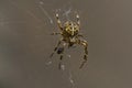 Araneus diadematus spider