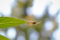 Araneus diadematus Cross spider, European garden spider, the diadem spider Royalty Free Stock Photo