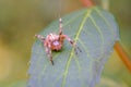 Araneus diadematus Cross spider, European garden spider, the diadem spider Royalty Free Stock Photo