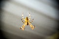 Araneus diadematus European garden spider, diadem spider, orangie, cross spider