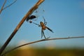 Araneus diadematus European garden spider, diadem spider, cross spider, crowned orb weaver with fly in web Royalty Free Stock Photo