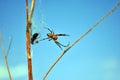 Araneus diadematus European garden spider, diadem spider, cross spider, crowned orb weaver with fly in web Royalty Free Stock Photo