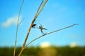 Araneus diadematus European garden spider, diadem spider, cross spider, crowned orb weaver with fly in web Royalty Free Stock Photo