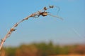 Araneus diadematus European garden spider, diadem spider, cross spider, crowned orb weaver in web on twig