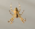 Araneus diadematus European garden spider, diadem spider, orangie, cross spider