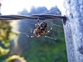 Araneus diadematus or European garden spider, diadem spider, orangie, cross spider, crowned orb weaver, Gartenkreuzspinne