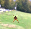 Araneus diadematus