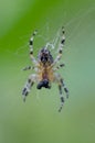 Araneus diadematus making a net. Commonly called as European garden spider, diadem spider, orangie, cross spider and