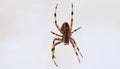 Big cross spider in a web close-up