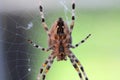 Big cross spider in a web close-up